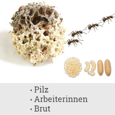 Brut, Pilz, Worker