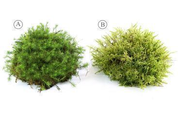 Einheimisches lebendes Moos Variante A, ca. 15x15cm