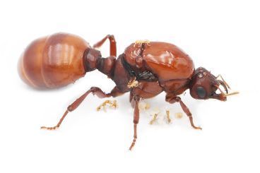 Carebara / Pheidologeton castanea 