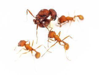 Pogonomyrmex barbatus 