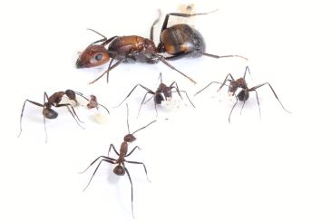 Camponotus nicobarensis 