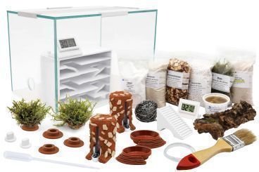 Ameisenfarm Komplettset D + Interne-Farm P1 Monomorium subopacum 3 Königinnen, 26-50 Arbeiterinnen