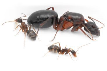 Camponotus barbaricus 