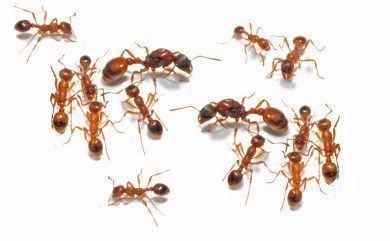 Manica rubida 2 Königinnen, 0 Arbeiterinnen