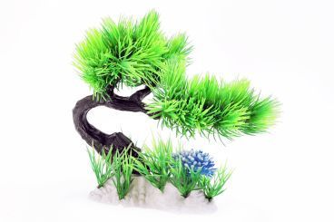 Ameisenbaum 1 Stück