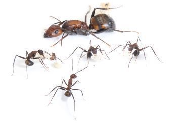 Camponotus nicobarensis 