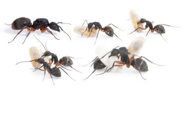 Camponotus brasiliensis 