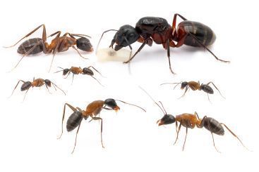 Camponotus ligniperdus 