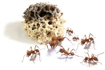 Acromyrmex octospinosus 