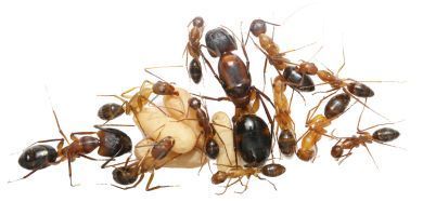Camponotus arnoldinus 