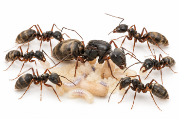 camponotus rufoglaucus 