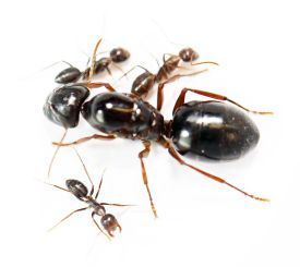 Camponotus largiceps 