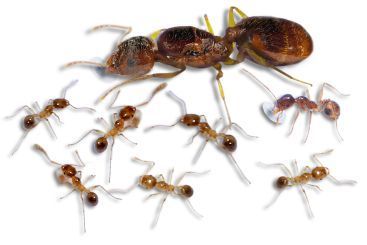 Pheidole pallidula 