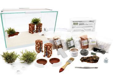 Ameisenkomplettset XL-S Ameisenfarm H1 & Ameisen nach Wahl 