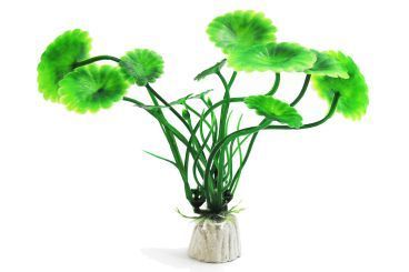 Ameisenpflanze acripes 