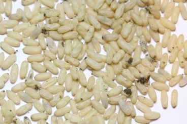 Brut von Formica fusca 