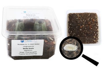 Weiße Asseln - Trichorhina tomentosa 1 Dose, mind. 50 Stück