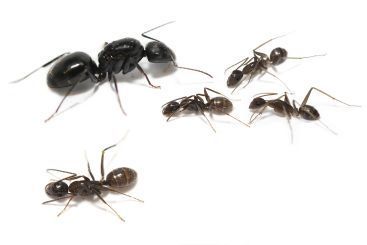 Camponotus aethiops 