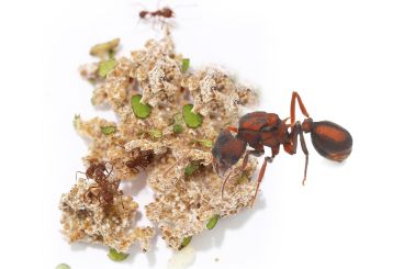 Acromyrmex versicolor 