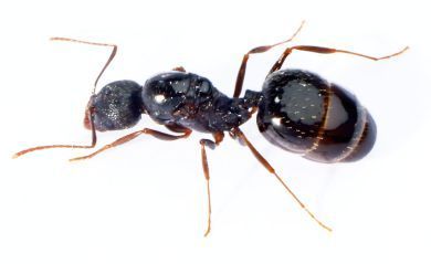 Aphaenogaster gibbosa 
