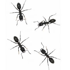 Dinoponera australis 