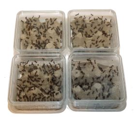 Arbeiterinnen Camponotus rufipes 