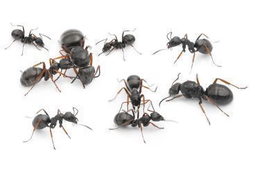 Formica/Serviformica fusca 