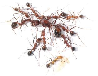 Aphaenogaster texana 