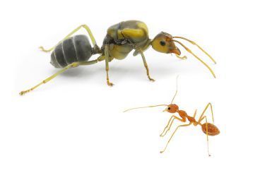 Oecophylla smaragdina 