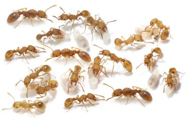 Tetramorium simillimum 2 Königinnen, 26 - 50 Arbeiterinnen