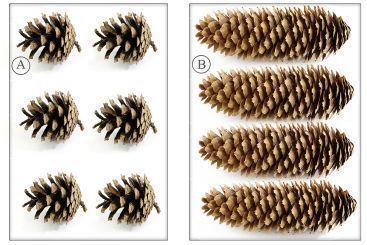 Verschiedene Zapfen 6 Kiefernzapfen, klein