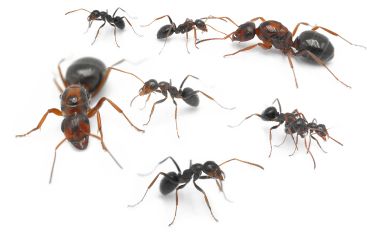 Formica neorufibarbis 