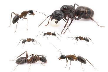 Camponotus herculeanus 1 Königin, 5-10 Arbeiterinnen