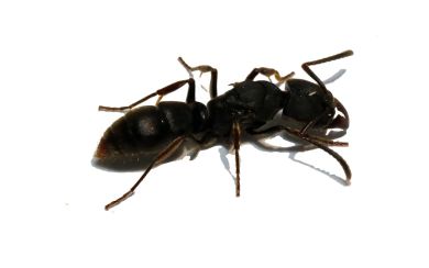 Ectomomyrmex astutus - Pachycondyla astuta 