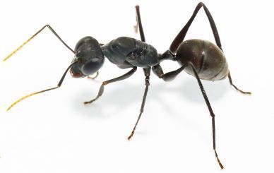 Gigantiops destructor 