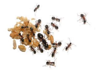 Camponotus ligniperdus 1 Königin, 5-10 Arbeiterinnen
