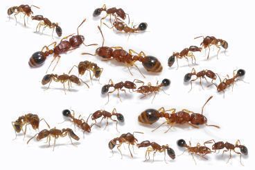 Tetramorium bicarinatum 8 Königinnen, 101-150 Arbeiterinnen