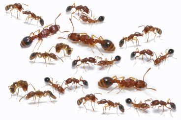 Tetramorium bicarinatum 