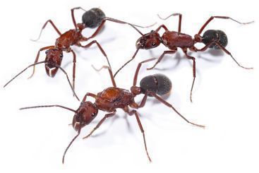 Ectatomma opaciventre 