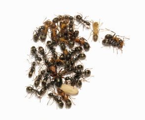 Formica/Raptiformica sanguinea 