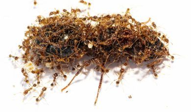 Carebara, Pheidologeton affinis 