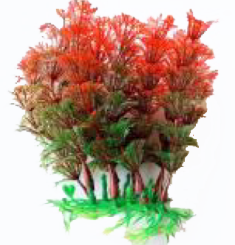 Ameisenpflanze Wucherlius 