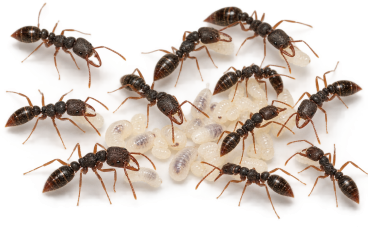 Stigmatomma crenatum 1 Königin, 11-25 Arbeiterinnen