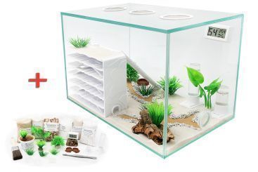 Ameisenkomplettset D + Interne Ameisenfarm P1 + Ameisen nach Wahl Messor orientalis Königin, 26-50 Arbeiterinnen