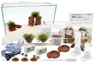 Ameisenkomplettset XL-S Ameisenfarm H1 & Ameisen nach Wahl Messor orientalis Königin, 26-50 Arbeiterinnen