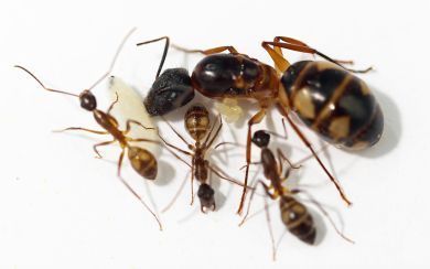 Camponotus substitutus 