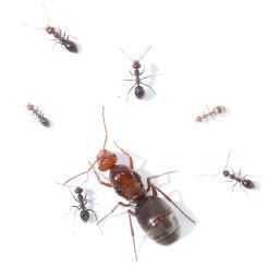 Myrmecocystus depilis 