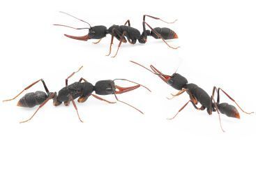 Harpegnathos venator 