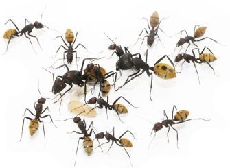 Camponotus fulvopilosus 