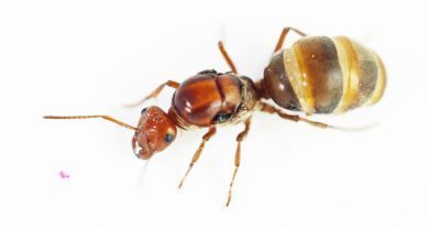 Myrmecocystus mendax 